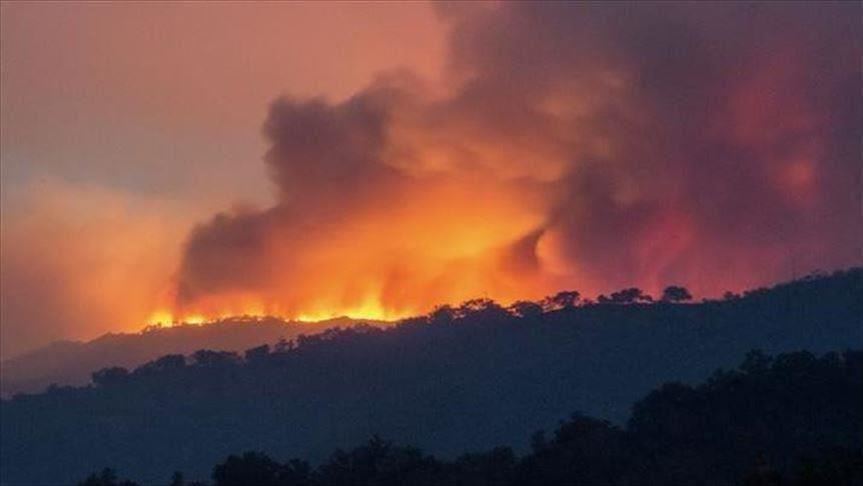 Les incendies en Algérie ont détruit plus de 10 000 hectares
