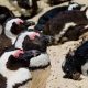 Un essaim d'abeilles tue des dizaines de pingouins en Afrique du Sud