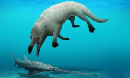 La découverte des restes d'une baleine à quatre pattes qui vivait sur terre il y a 43 millions d'années en Egypte