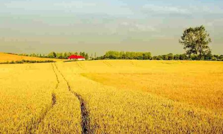 Les agriculteurs tunisiens reviennent aux « semences originales » pour lutter contre le changement climatique