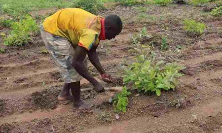 Semences et engrais communautaires : une voie alternative vers la sécurité alimentaire en Afrique
