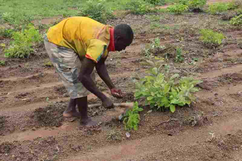 Semences et engrais communautaires : une voie alternative vers la sécurité alimentaire en Afrique