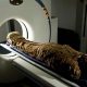 The Guardian : Une nouvelle découverte pourrait réécrire l'histoire des momies anciennes en Égypte