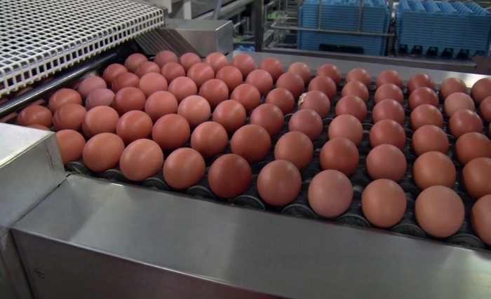Les Égyptiens sont privés de l'acheter...Hausse sans précédent du prix des œufs