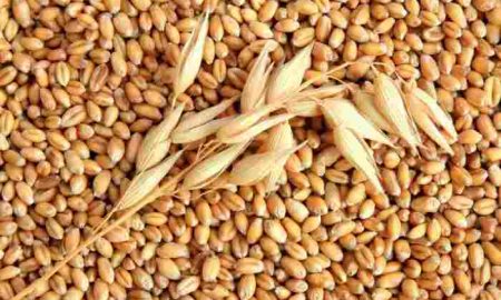 L'Egypte achète 240 000 tonnes de blé russe et ukrainien et produit 850 000 tonnes de sucre et de betteraves