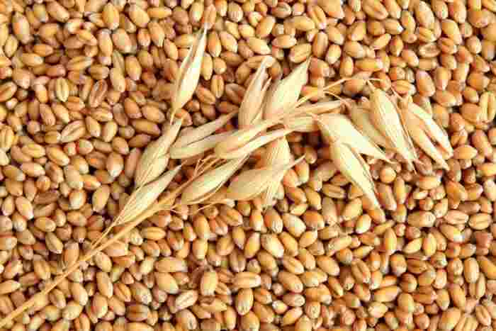 L'Egypte achète 240 000 tonnes de blé russe et ukrainien et produit 850 000 tonnes de sucre et de betteraves