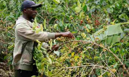 L'Ouganda fixe un nouvel objectif d'exportation de café