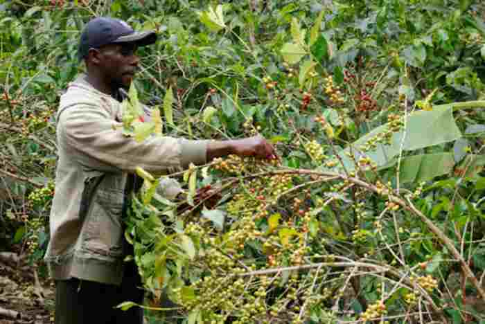 L'Ouganda fixe un nouvel objectif d'exportation de café