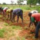 Zanaco et Team Europe lancent une initiative d'investissement agricole de 30 millions d'euros pour les petits agriculteurs en Zambie