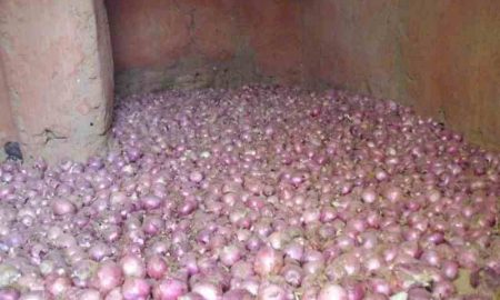 Agri Resources Congo cible les producteurs d'oignons avec une installation de stockage à froid