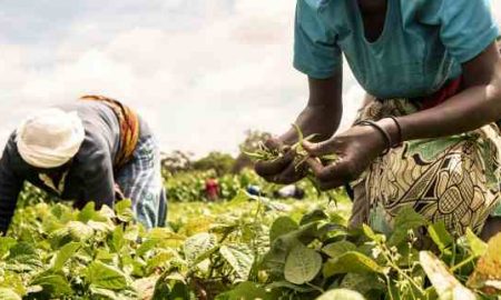 La FAO développe le premier registre électronique des agriculteurs du Lesotho