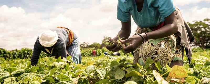 La FAO développe le premier registre électronique des agriculteurs du Lesotho