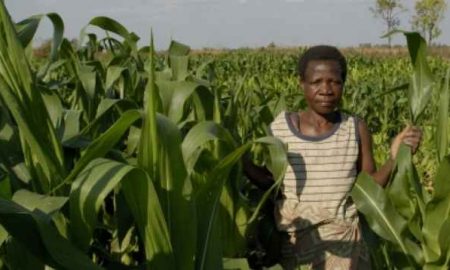 Les agriculteurs du Malawi reçoivent des versements en espèces du programme d'assurance agricole du PAM