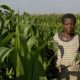 Les agriculteurs du Malawi reçoivent des versements en espèces du programme d'assurance agricole du PAM