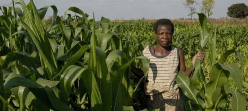 Les agriculteurs du Malawi reçoivent des versements en espèces du programme d'assurance agricole du PAM