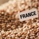 Le blé russe remplace le blé français en Algérie