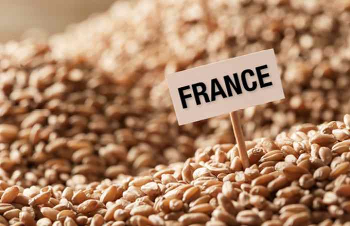 Le blé russe remplace le blé français en Algérie