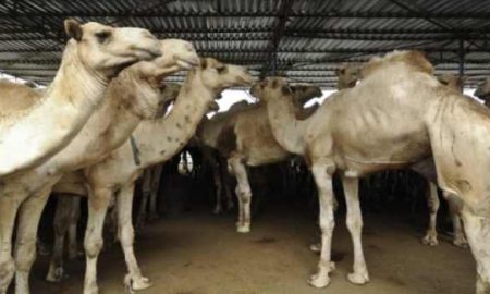 L'un des derniers sculpteurs d'os de chameau en Somalie cherche à sauver son métier de l'extinction