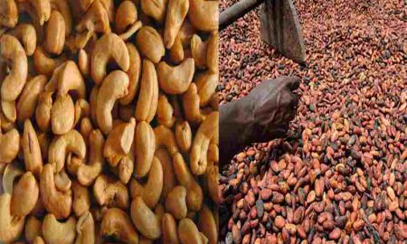 Symbiotics et Oikocredit investissent 30,75 millions de dollars pour soutenir les chaînes de valeur du cacao et de la noix de cajou en Afrique de l'Ouest