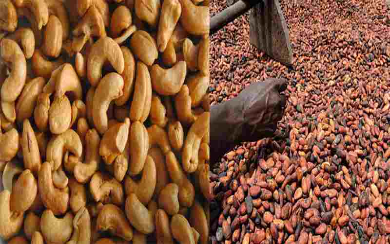 Symbiotics et Oikocredit investissent 30,75 millions de dollars pour soutenir les chaînes de valeur du cacao et de la noix de cajou en Afrique de l'Ouest