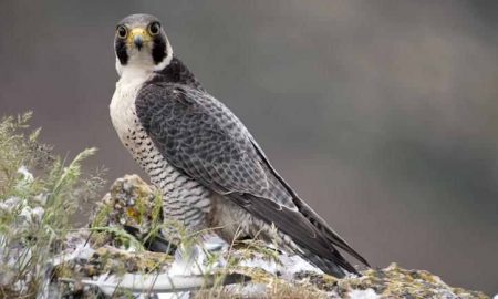 Oiseaux de proie en Afrique du Nord...Espèces éteintes et d'autres en route