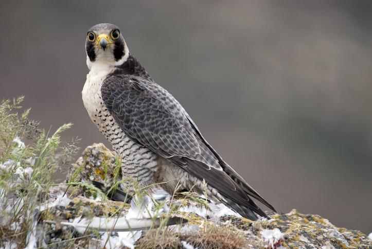 Oiseaux de proie en Afrique du Nord...Espèces éteintes et d'autres en route