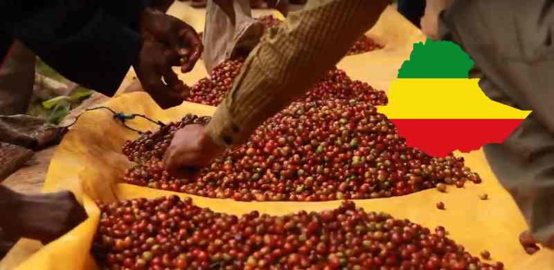 Les banques prêteront 12 milliards d'ETB aux producteurs de café de la réserve en Éthiopie