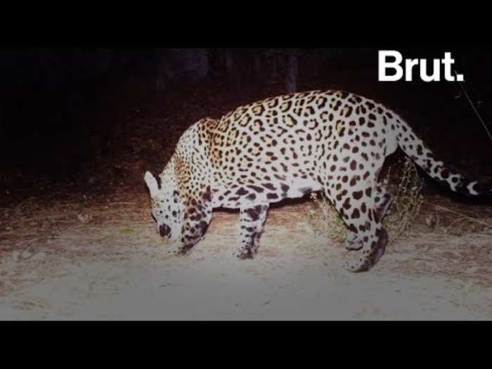 Un léopard provoque la panique au Kenya après avoir pris d'assaut une maison