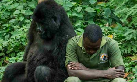 Parc national des Virunga en RDC, abritant des gorilles de montagne et un bastion rebelle