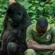Parc national des Virunga en RDC, abritant des gorilles de montagne et un bastion rebelle