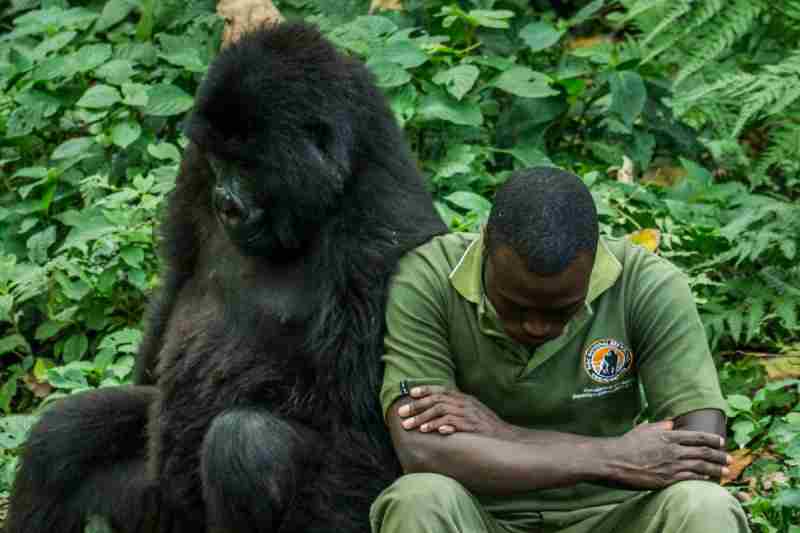 Parc national des Virunga en RDC, abritant des gorilles de montagne et un bastion rebelle