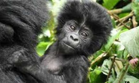 La plus ancienne réserve naturelle d'Afrique annonce la naissance du premier gorille en 2022