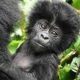 La plus ancienne réserve naturelle d'Afrique annonce la naissance du premier gorille en 2022