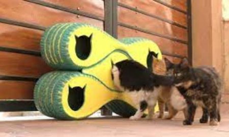 Des abris de pneus abîmés pour protéger les chats du froid hivernal en Egypte