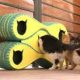 Des abris de pneus abîmés pour protéger les chats du froid hivernal en Egypte