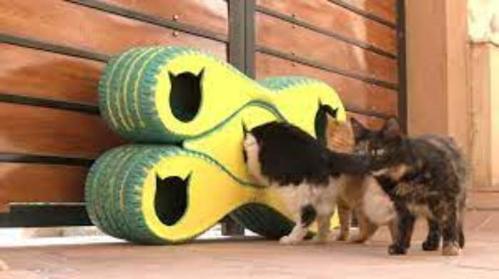 Des abris de pneus abîmés pour protéger les chats du froid hivernal en Egypte