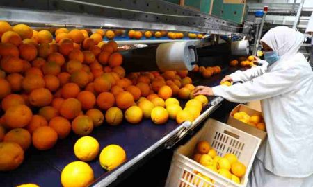 Comment l'Égypte est-elle devenue l'un des plus grands exportateurs d'oranges au monde ?