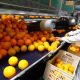 Comment l'Égypte est-elle devenue l'un des plus grands exportateurs d'oranges au monde ?