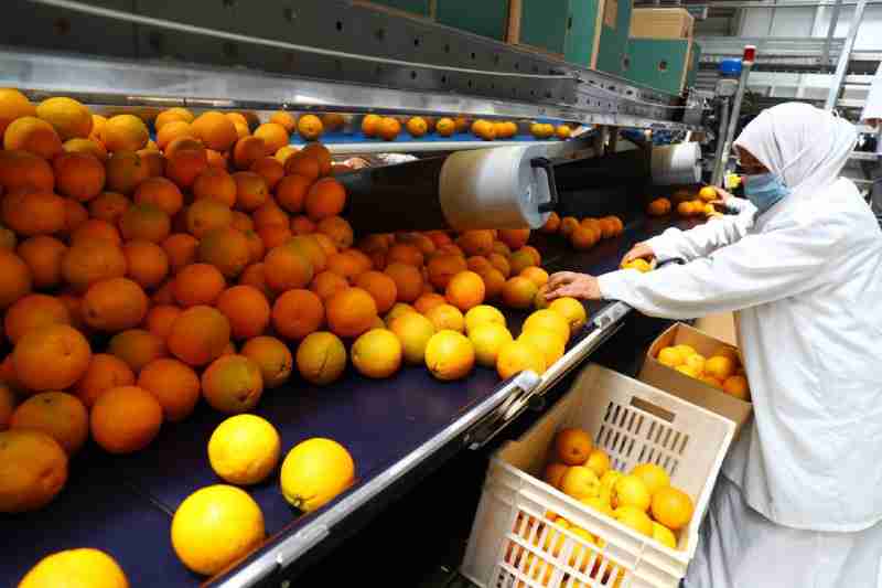 Comment l'Égypte est-elle devenue l'un des plus grands exportateurs d'oranges au monde ?