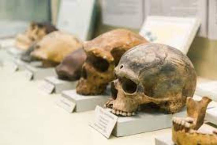 L'un des plus anciens fossiles d'Homo sapiens en Éthiopie est beaucoup plus ancien qu'on ne le pensait auparavant