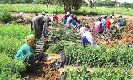 La Mauritanie prend des mesures pour protéger l'agriculture en plantant des arbres