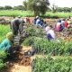 La Mauritanie prend des mesures pour protéger l'agriculture en plantant des arbres