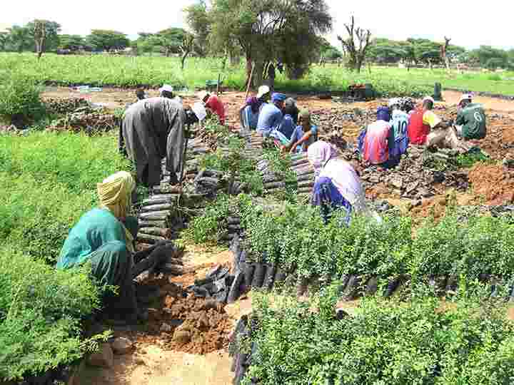 La Mauritanie prend des mesures pour protéger l'agriculture en plantant des arbres