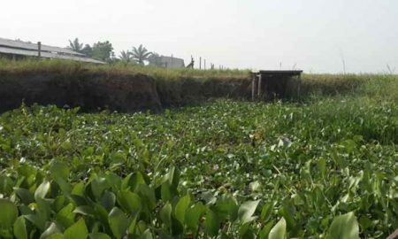 Le Congo utilise les propriétés de la jacinthe d'eau pour lutter contre la pollution