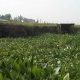 Le Congo utilise les propriétés de la jacinthe d'eau pour lutter contre la pollution