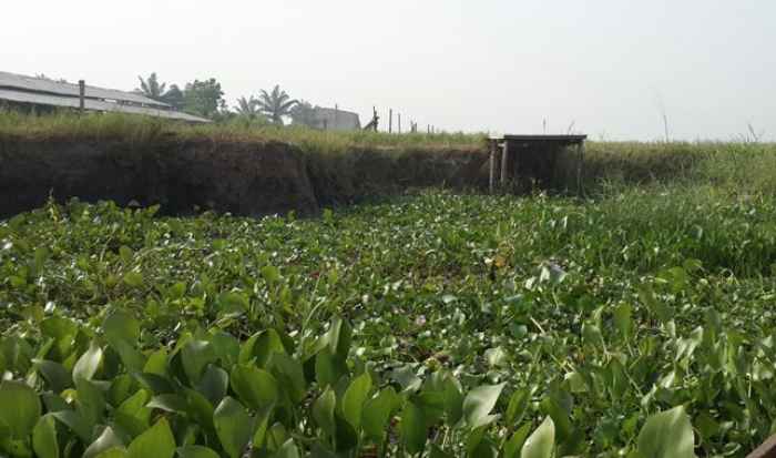 Le Congo utilise les propriétés de la jacinthe d'eau pour lutter contre la pollution