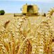 African Development propose un plan pour débarrasser l'Afrique de la dépendance au blé russe