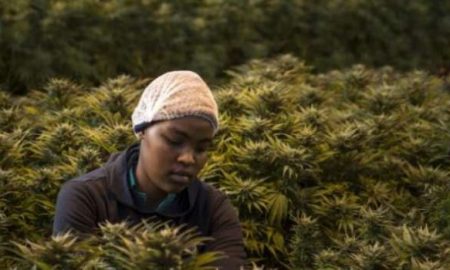 Viser haut : l'avenir du cannabis en Afrique