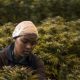 Viser haut : l'avenir du cannabis en Afrique