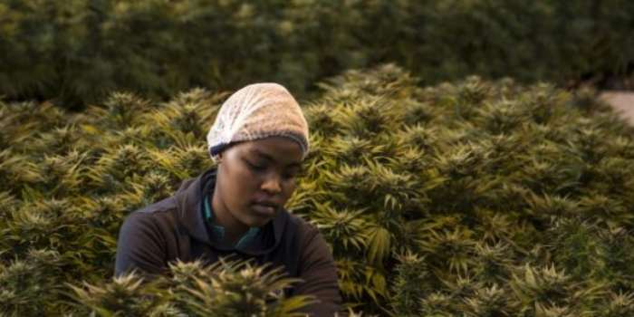 Viser haut : l'avenir du cannabis en Afrique